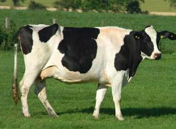 Holstein boskap ras