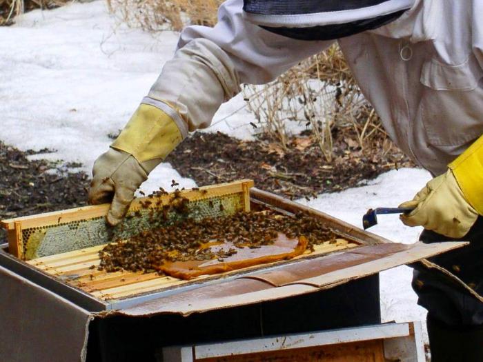 proteinmatning av bin på våren 