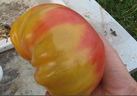 tomat gåta natur foto recension 
