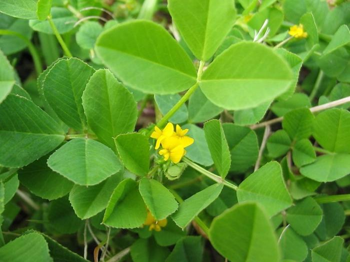 Herbaceous foderväxter familj av baljväxter: den vanligaste arten