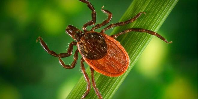 Ixodes Ticks