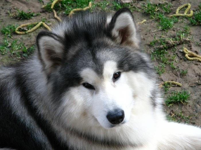 Malamute hundras: allmän information om Alaskas "björn"