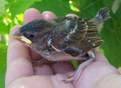 Chick Sparrow än matning