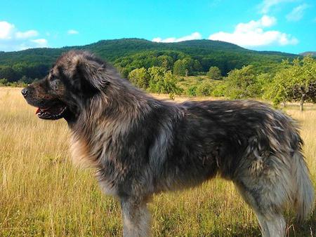 Sharplaninskaya Shepherd Dog. Rasbeskrivning