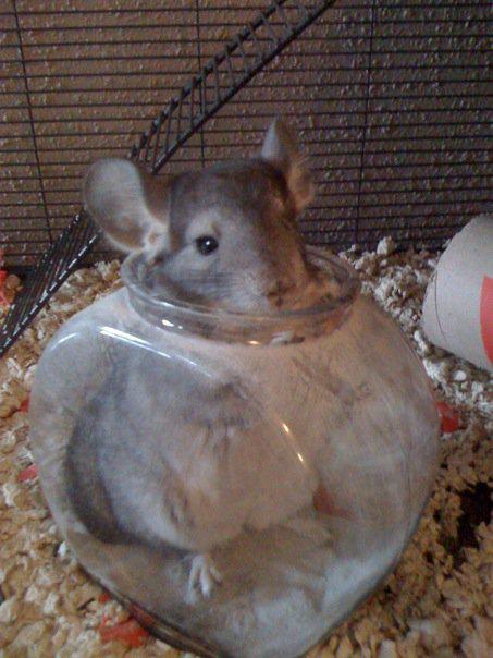 chinchilla rasen