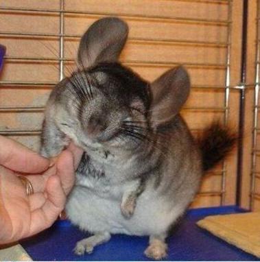 silver chinchilla