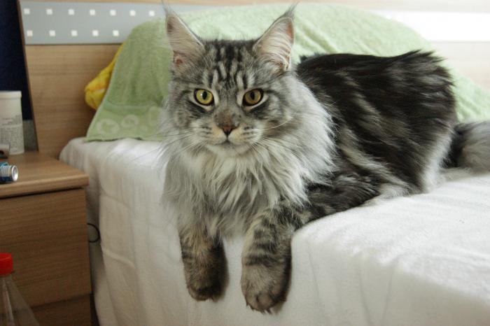 maine coon pris