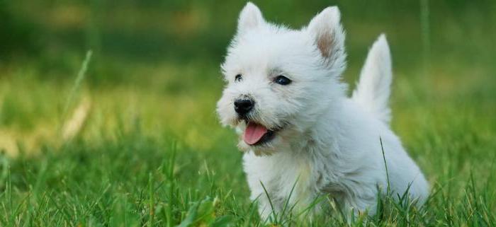 West Highland White Terrier - hundraser från reklam 