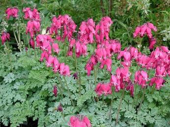 dicentra odling och vård 