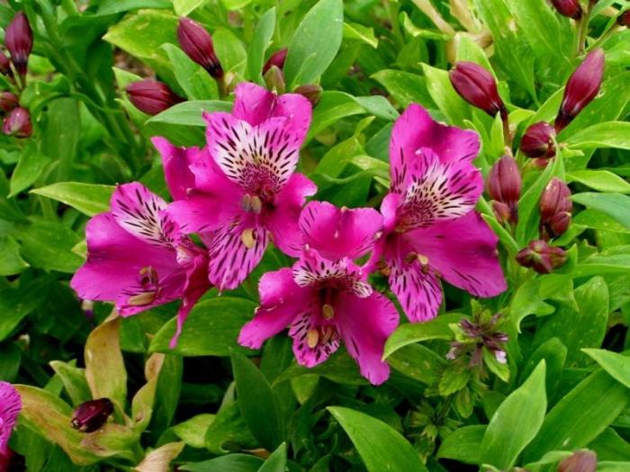 Alstroemeria blommor - dekoration för din trädgård