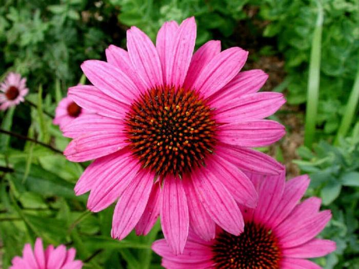 Blommor Echinacea purpurea