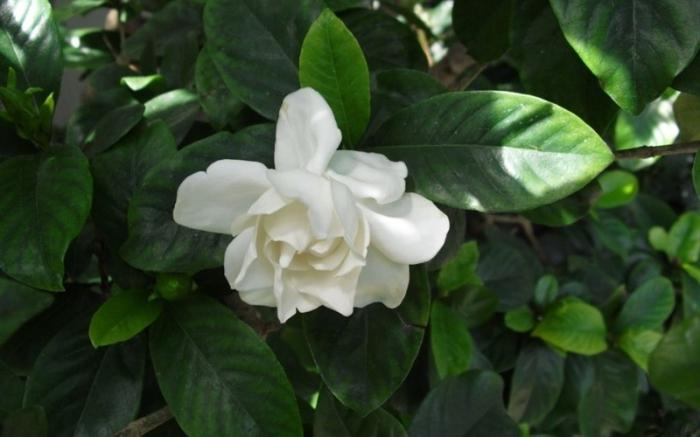 Gardenia - en blomma av jasmin för huset