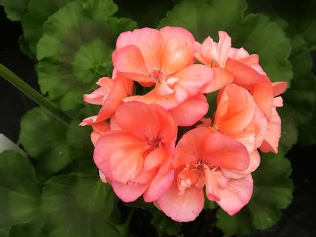 Geranium: Omsorg för ett blomstrande mirakel