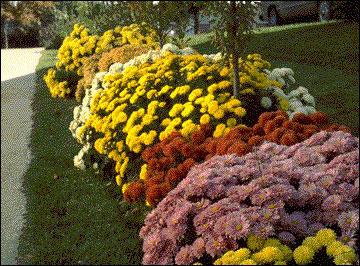 Chrysanthemum Garden perennial - sorter och beskrivning