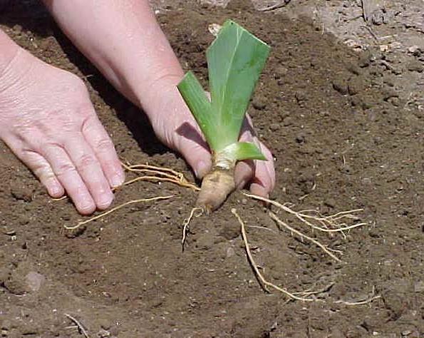 Iris Bearded: Plantering och vård