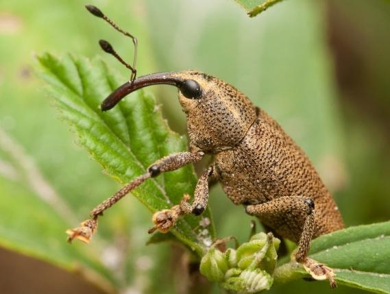 Hur man hanterar weevil på jordgubbar? Bra råd