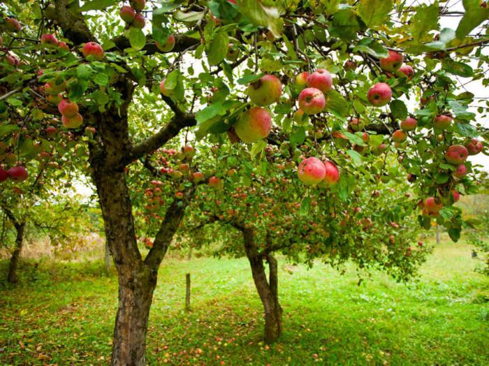 Hur odlar man äpple från ett frö? Plantering och vård