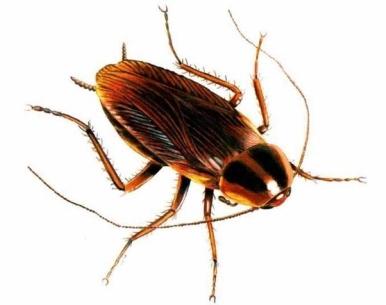 Vad är det mest effektiva botemedlet för kackerlackor?