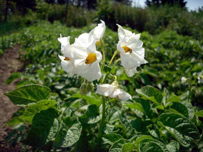 potatis son beskrivning av betyg bilder och funktioner