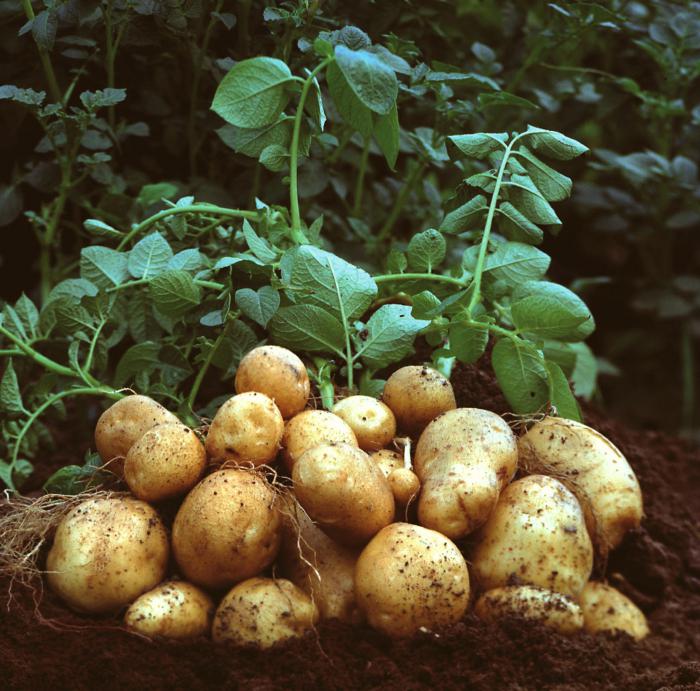 Potatis Tuleevsky: Beskrivning av sorten (foto)