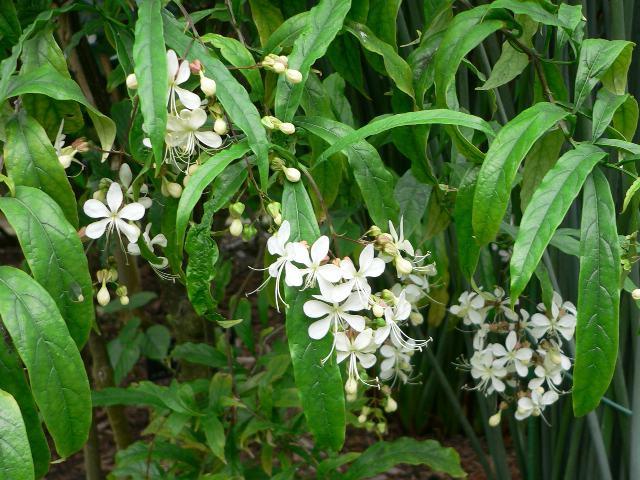 Wollichs clerodendrum