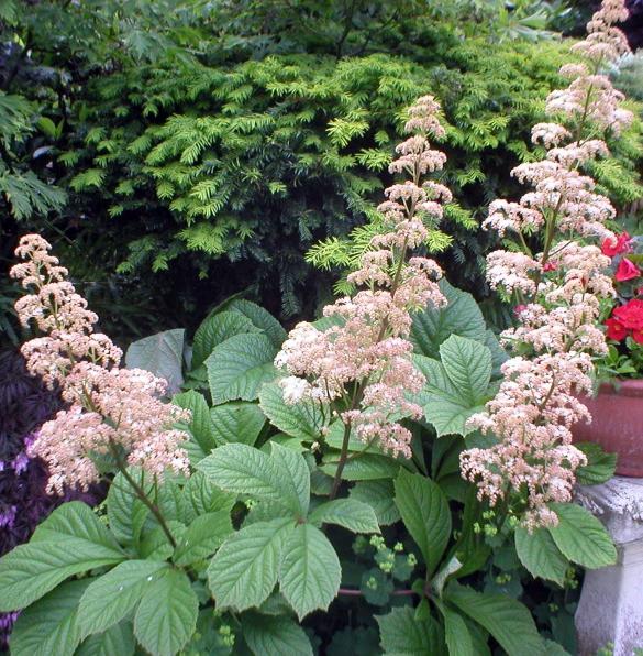 Storbladig rodgersia: plantering och vård