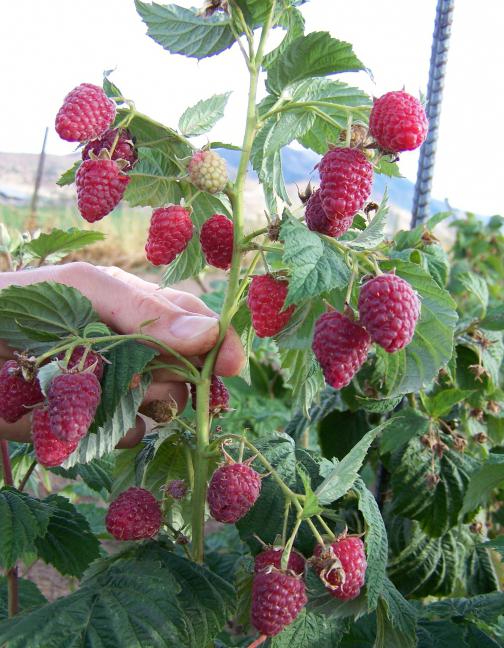 Raspberry Cap of Monomakh: en beskrivning av sorten, funktioner, plantering, vård