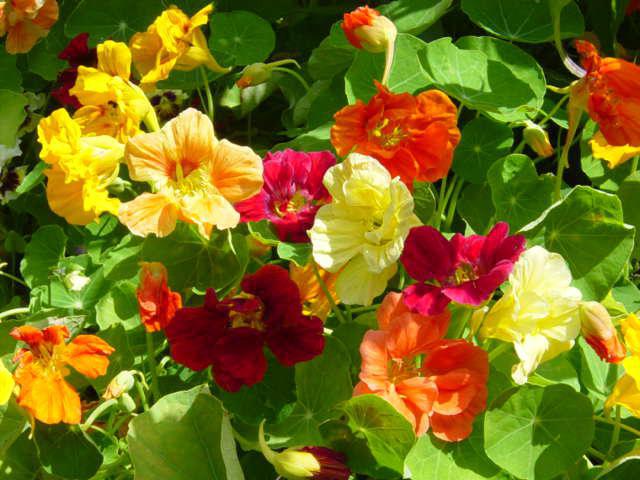 nasturtium plantering och utomhusvård