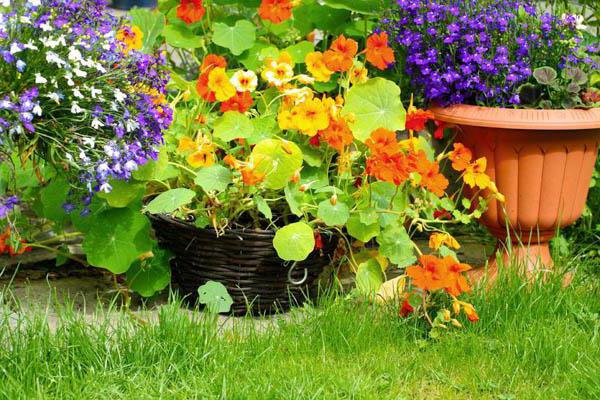 nasturtium plantering och utomhus vård på våren