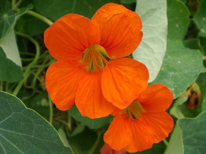 nasturtium plantering och utomhusvård foto