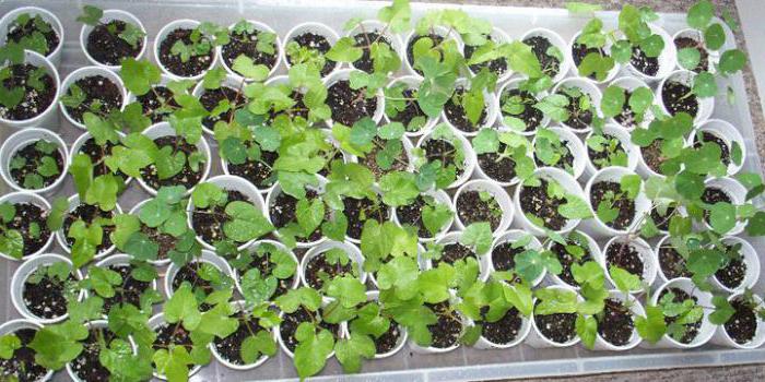 nasturtium plantering och utomhusvårdstemperatur