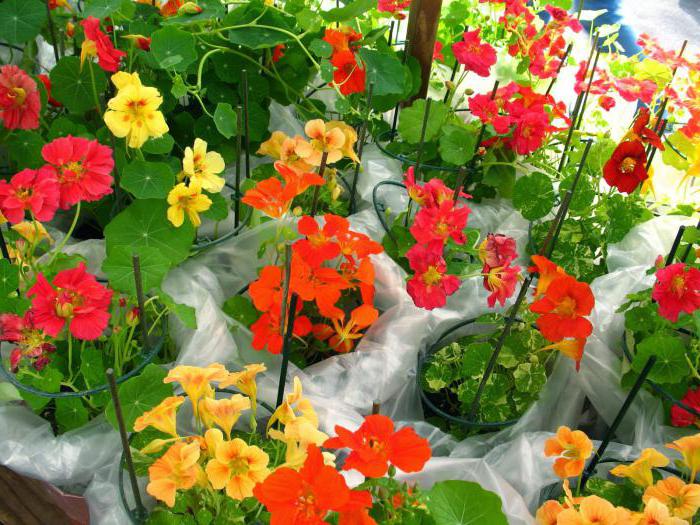 nasturtium plantering och utomhusvård på hösten