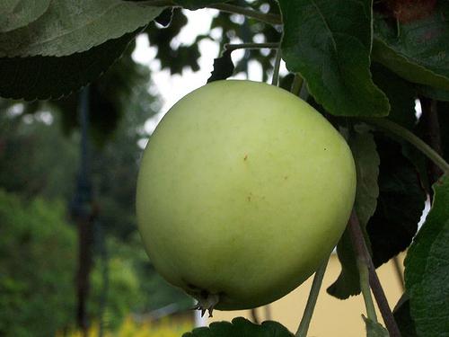 Papirovka - äppelträd