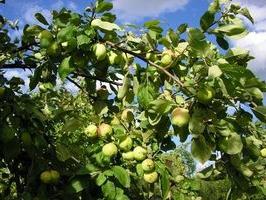 Apple Tree Papillosis