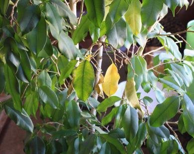 Ficus (löv blir gula och faller av)