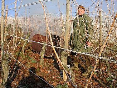 Förberedelse av druvor för vinter i uralerna: Vad ska man göra för att förhindra att vinstocken blir fryst