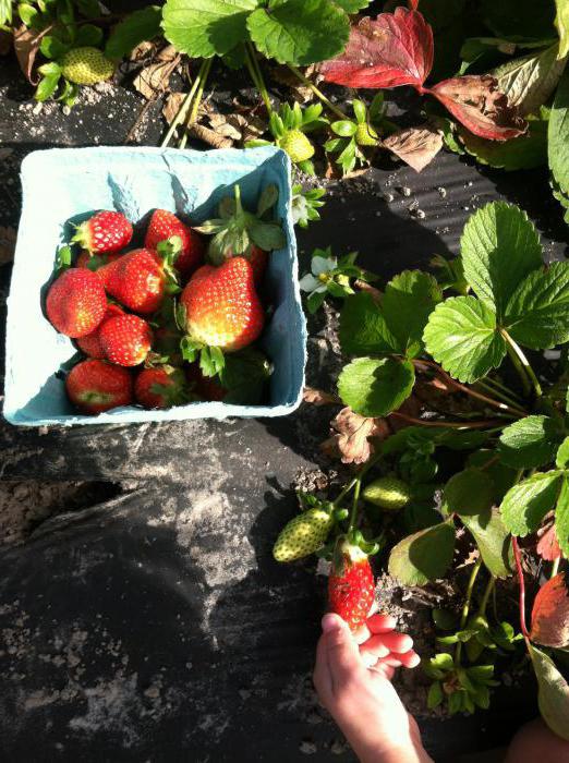 Planterar jordgubbar under det svarta täckmaterialet