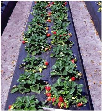 Planterar jordgubbar under det svarta täckmaterialet på våren