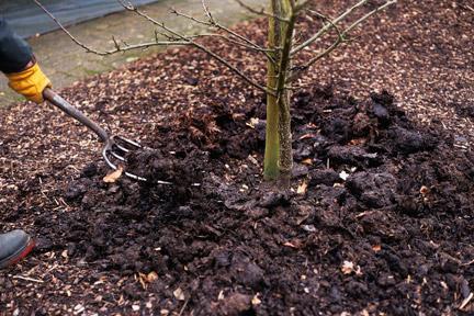 Plantering av fruktträd i förortsområdet