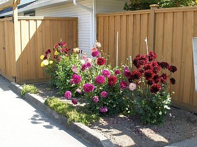 Sprängning av dahlias är ett viktigt steg