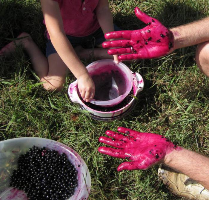 Pokeweed anläggning: plantering och skötsel. Medicinska egenskaper och tillämpning av pokeweed