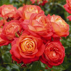 Rosa Midsommar - Floristens stolthet