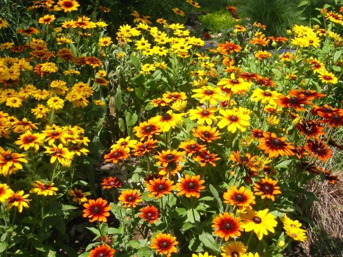 Rudbeckia: lämnar och landar. Solig blomma i din trädgård