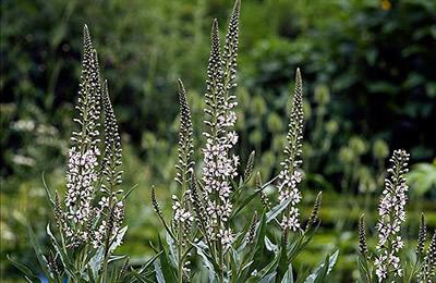 vertein lily-of-the-dalen vård