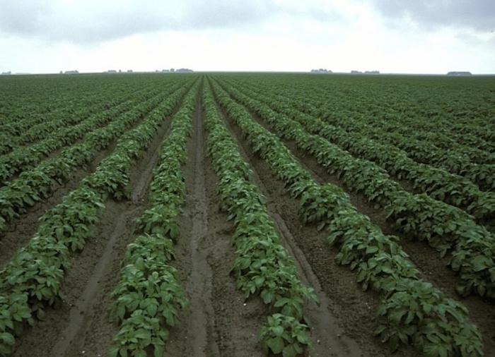 sätt att plantera potatis