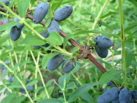 Honeysuckle är ätbart. Vård och plantering av trädgårdsgrödor