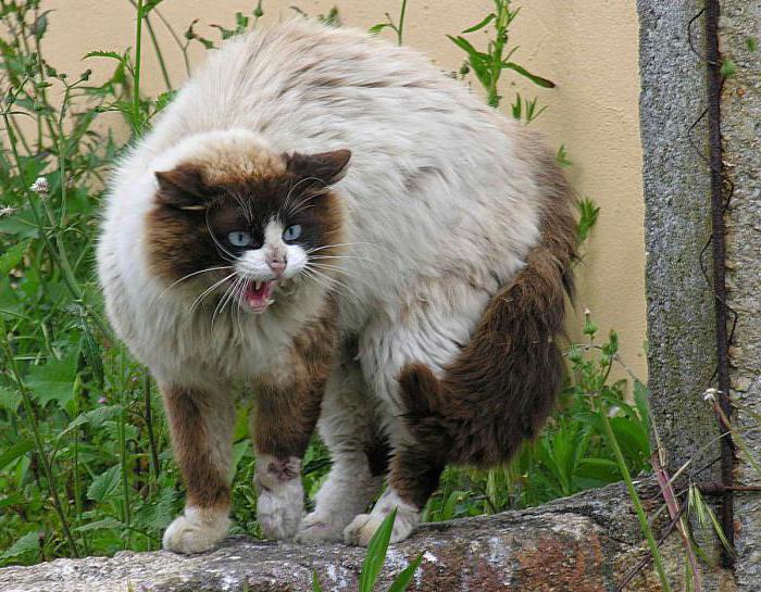 En konstig katt kom in i huset: ett tecken och en tolkning