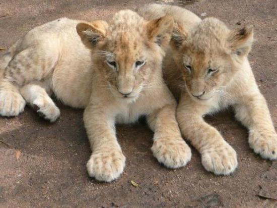 En intressant drömbok. Lions drömmer om framgång eller problem?