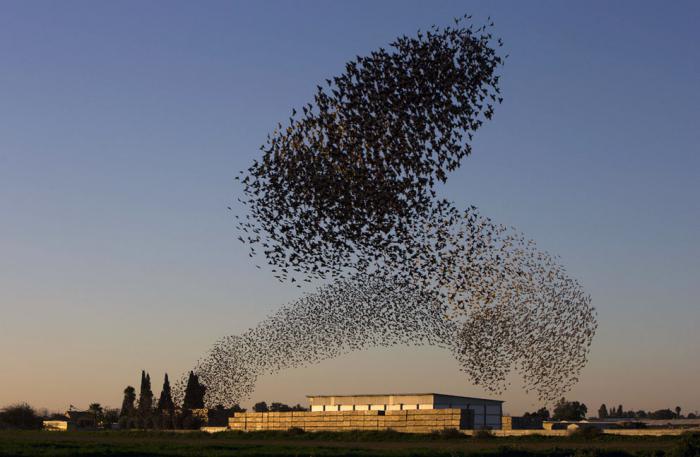 starlings på våren