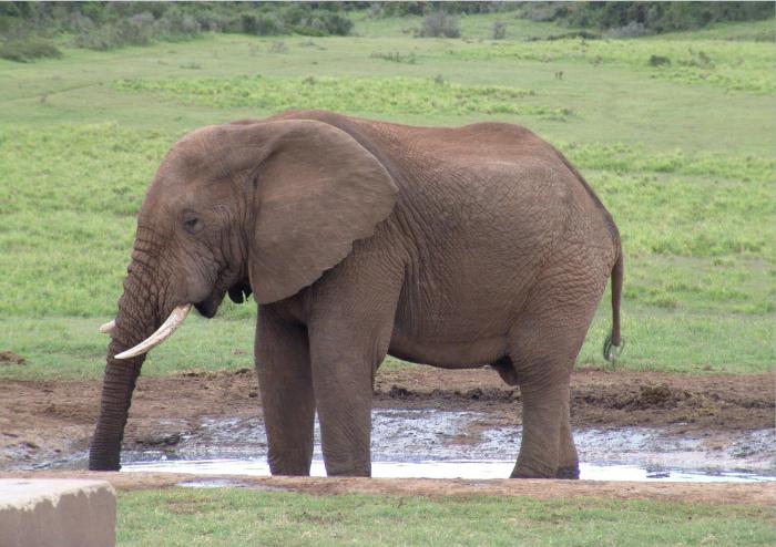 vad en elefant utan näsa svarar